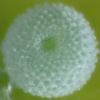 Egg of Long-tailed Pea-blue - Lampides boeticus